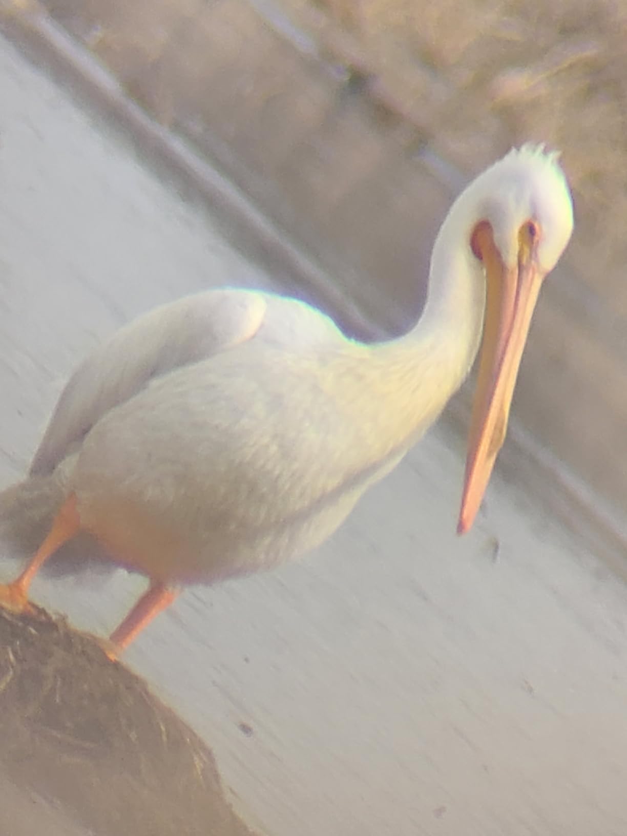 SVBONY SV28 Spotting Scopes with Tripod, Angled 25-75x70mm Spotter Scope with Phone Adapter, Waterproof Fogproof Spotting Scope for Bird Watching, Target Shooting, Wildlife Viewing customer photo 1