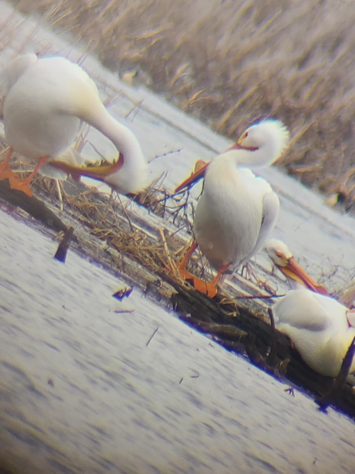 SVBONY SV28 Spotting Scopes with Tripod, Angled 25-75x70mm Spotter Scope with Phone Adapter, Waterproof Fogproof Spotting Scope for Bird Watching, Target Shooting, Wildlife Viewing customer photo 2