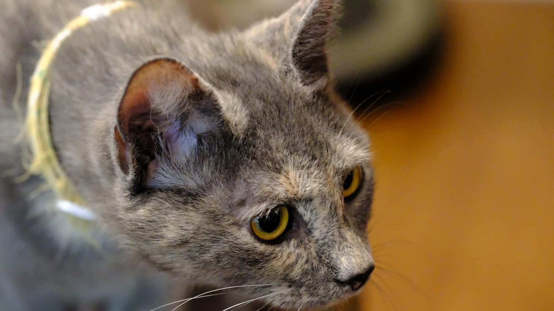 Fujifilm XF80mmF2.8 R LM OIS WR Macro Lens customer photo 2