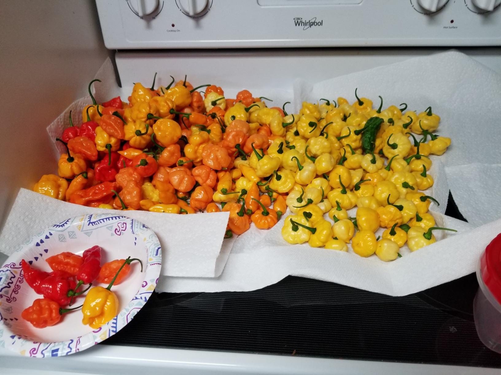 Jillmo Fermentation Lids for Wide Mouth Mason Jars, Stainless Steel Fermentation Kit with Airlock and Silicone Grommets (No Jars) customer photo 2