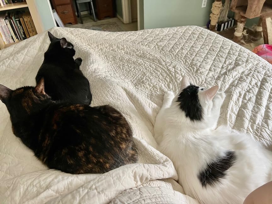 iDealBed 4i Custom Adjustable Bed Base, Wireless, Massage, Dual USB Charge, Nightlight, Zero-Gravity, Anti-Snore, Memory Pre-Sets, Queen customer photo 2