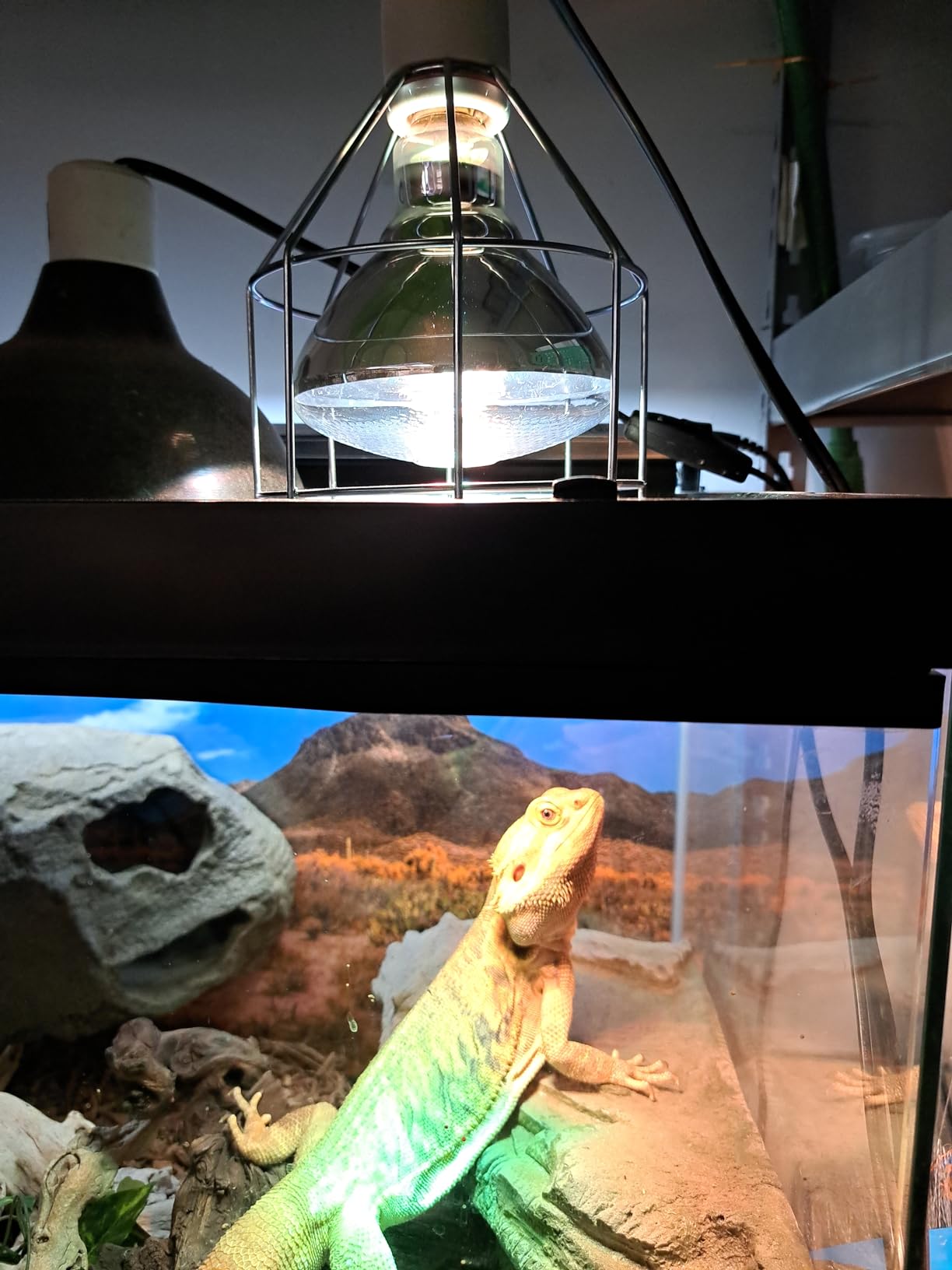 LUCKY HERP 100 Watt UVA+UVB Full Spectrum Vapor Heat Lamp Bulb, High Intensity Self-Ballasted Heat Basking Lamp/Bulb/Light for Reptile and Amphibian, Sun Lamp for Bearded Dragon Lizard Turtle(Clear) customer photo 1