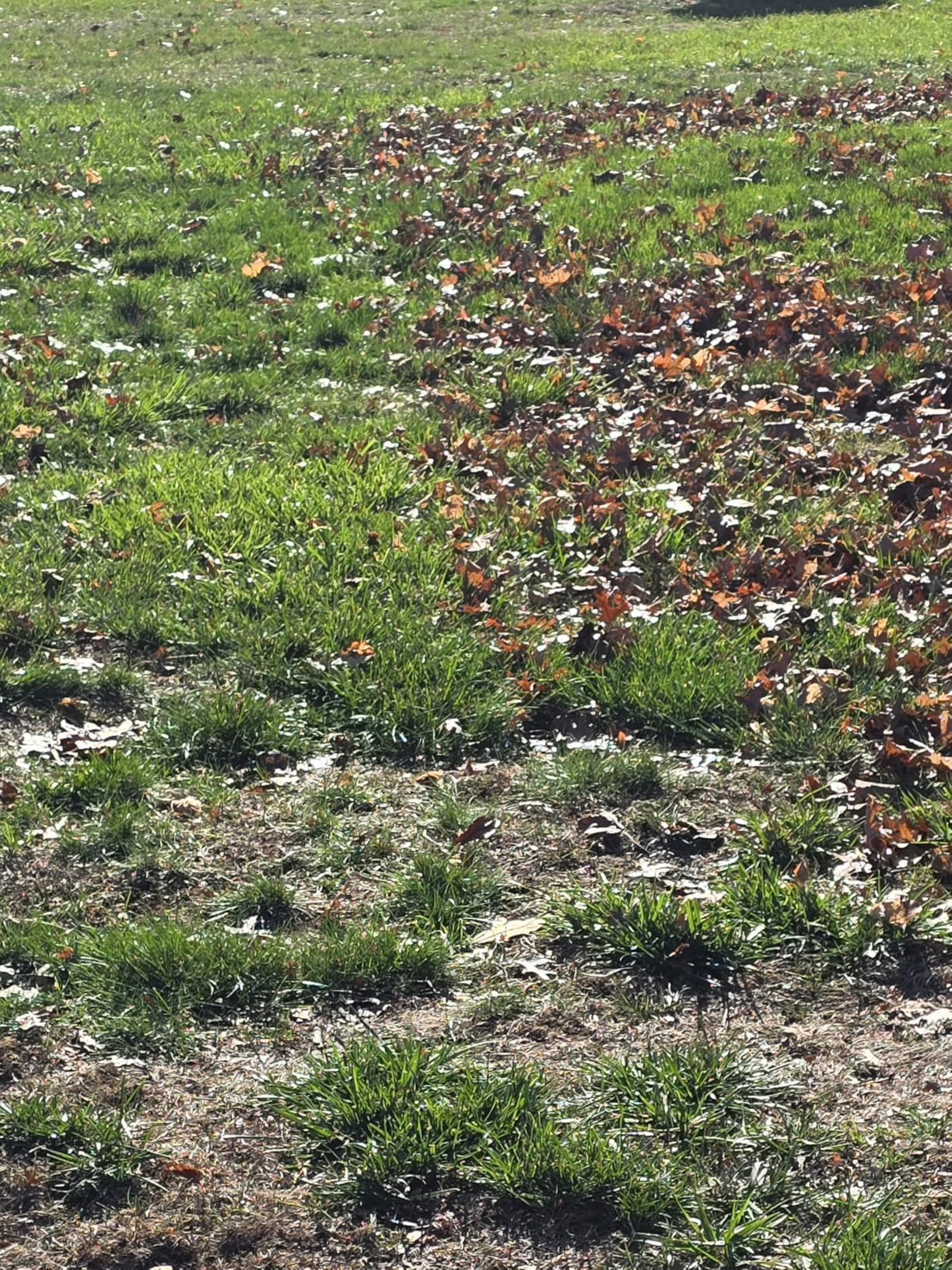 Earthwise LSW70021 21-Inch Width Leaf & Grass Push Lawn Sweeper customer photo 2