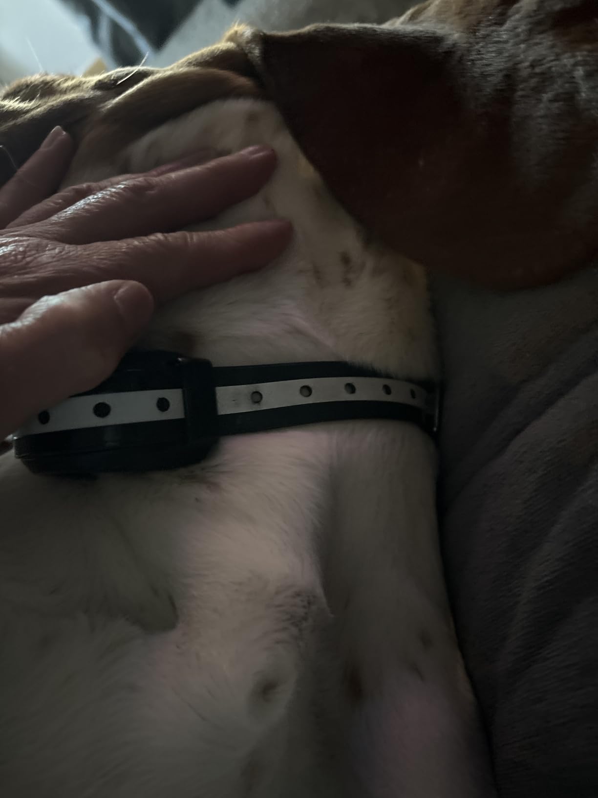 Dog Collar Strap for Most of Electronic Training Shock Collar Receivers-Adjustable Durable Waterproof Odorless 3/4 Inch Collar Replacement for Barking Fence-Pet TPU Collar Strap customer photo 1