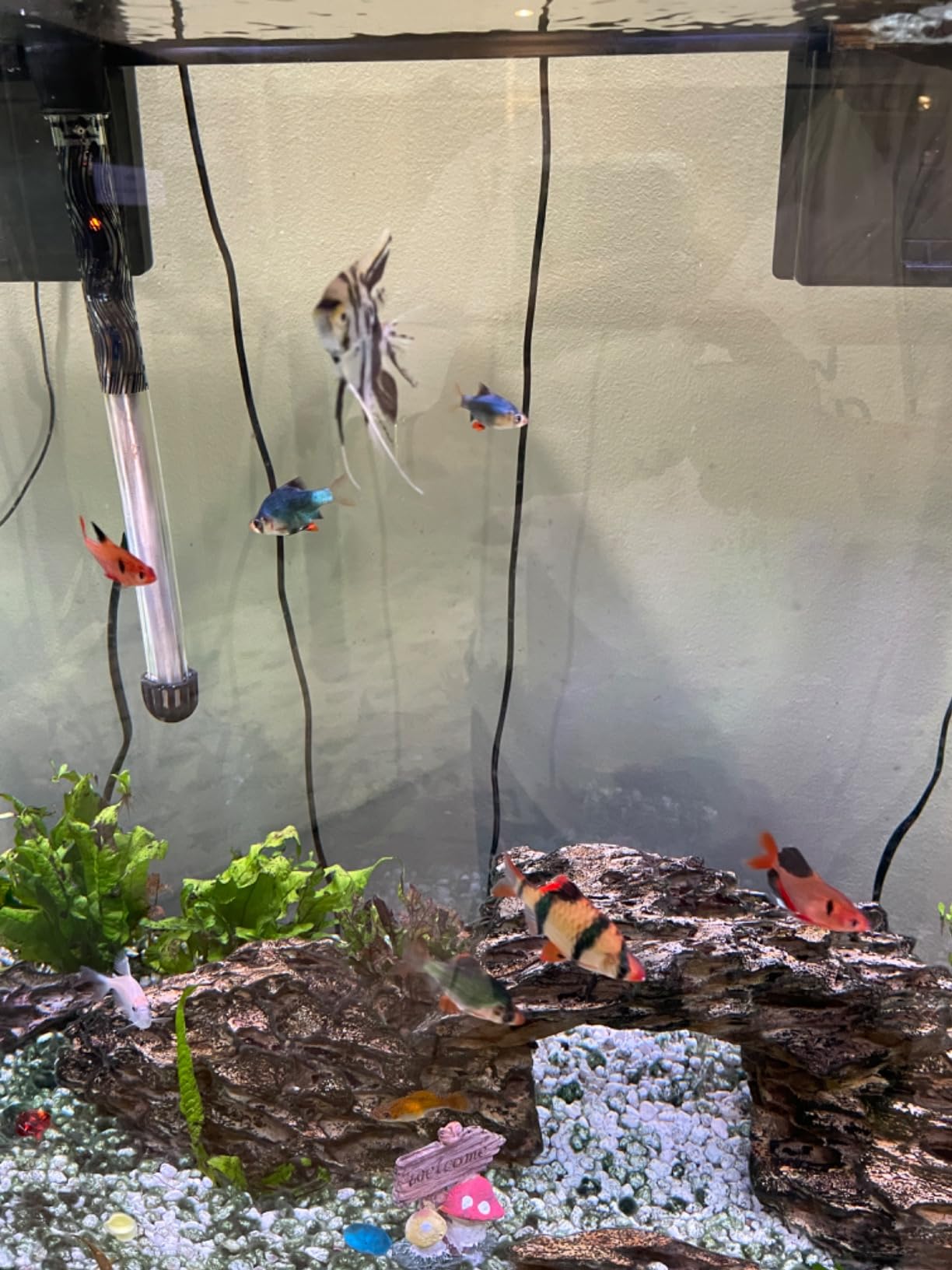 Tetra Complete LED Aquarium Kit for Fish, 55 Gallons, Includes White LED Lights, Filter, Heater and Accessories customer photo 1