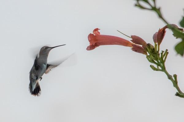 Canon EF 70-200mm f/4L IS II USM Lens for Canon Digital SLR Cameras customer photo 1