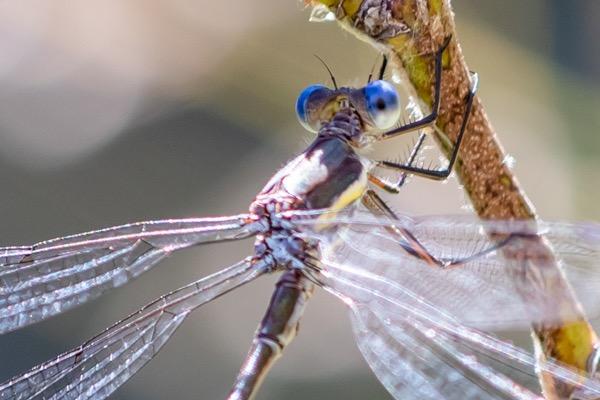 Canon EF 70-200mm f/4L IS II USM Lens for Canon Digital SLR Cameras customer photo 2