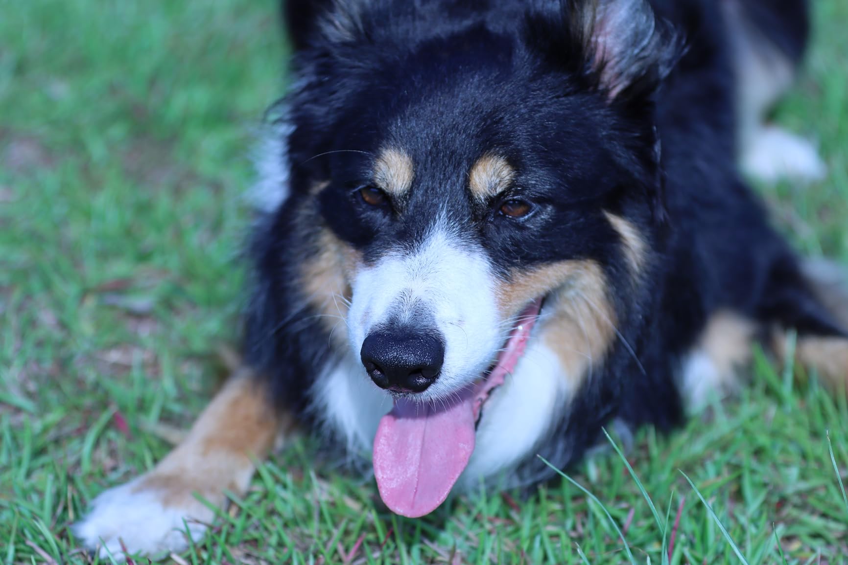 Canon EF 70-200mm f/2.8L Is III USM Lens for Canon Digital SLR Cameras, Telephoto customer photo 1