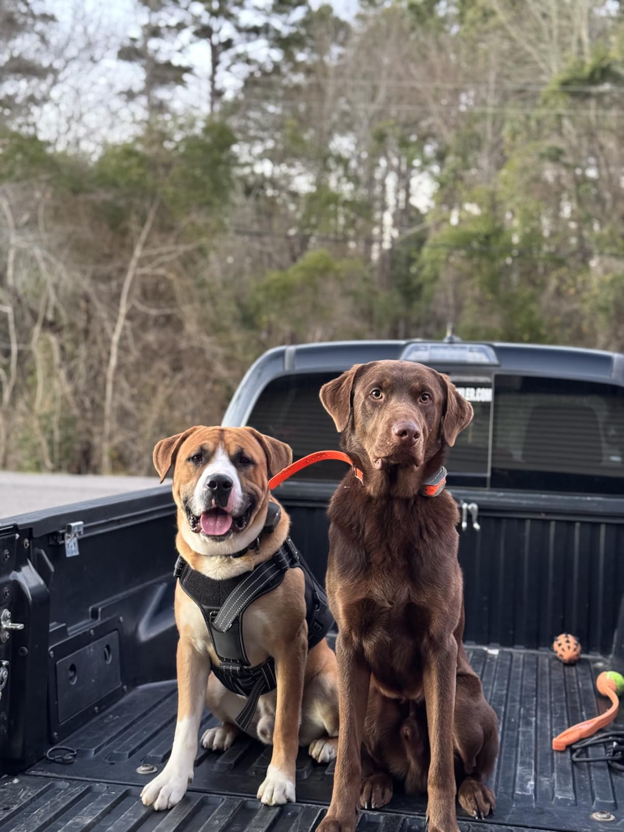 SportDOG SportHunter 825X - Remote Training Collar - Half-Mile Range Trainer - Waterproof Dog E-Collar - Quick-Charge Battery - Static, Vibration, & Tone Modes customer photo 2
