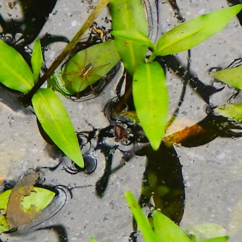 K&F CONCEPT Metal Filter Holder + 8 Filter Adapter Rings (49/52/58/62/67/72/77/82mm) for Square Lens Filter customer photo 1