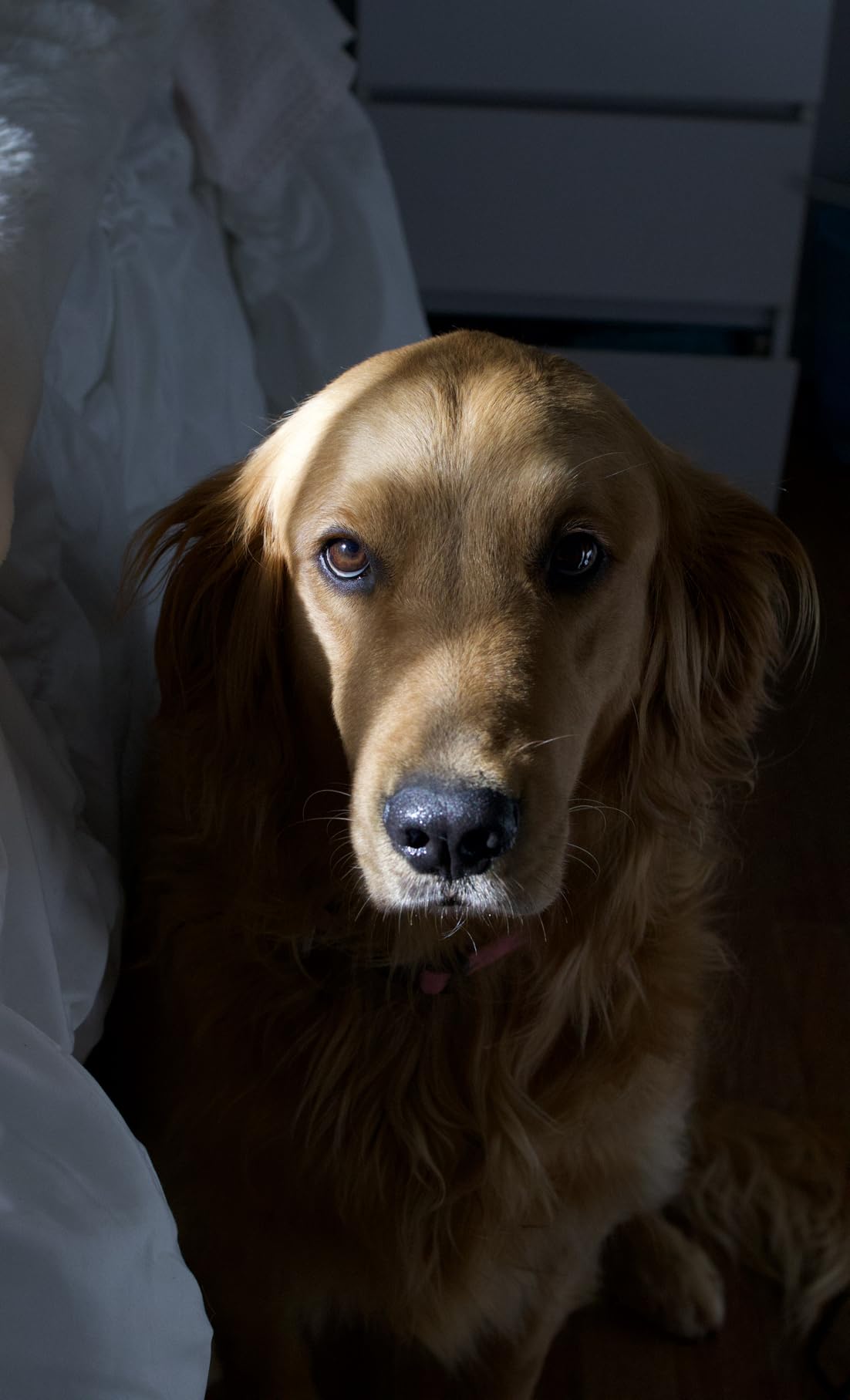 Canon RF35mm F1.8 IS Macro STM Lens, Black customer photo 1