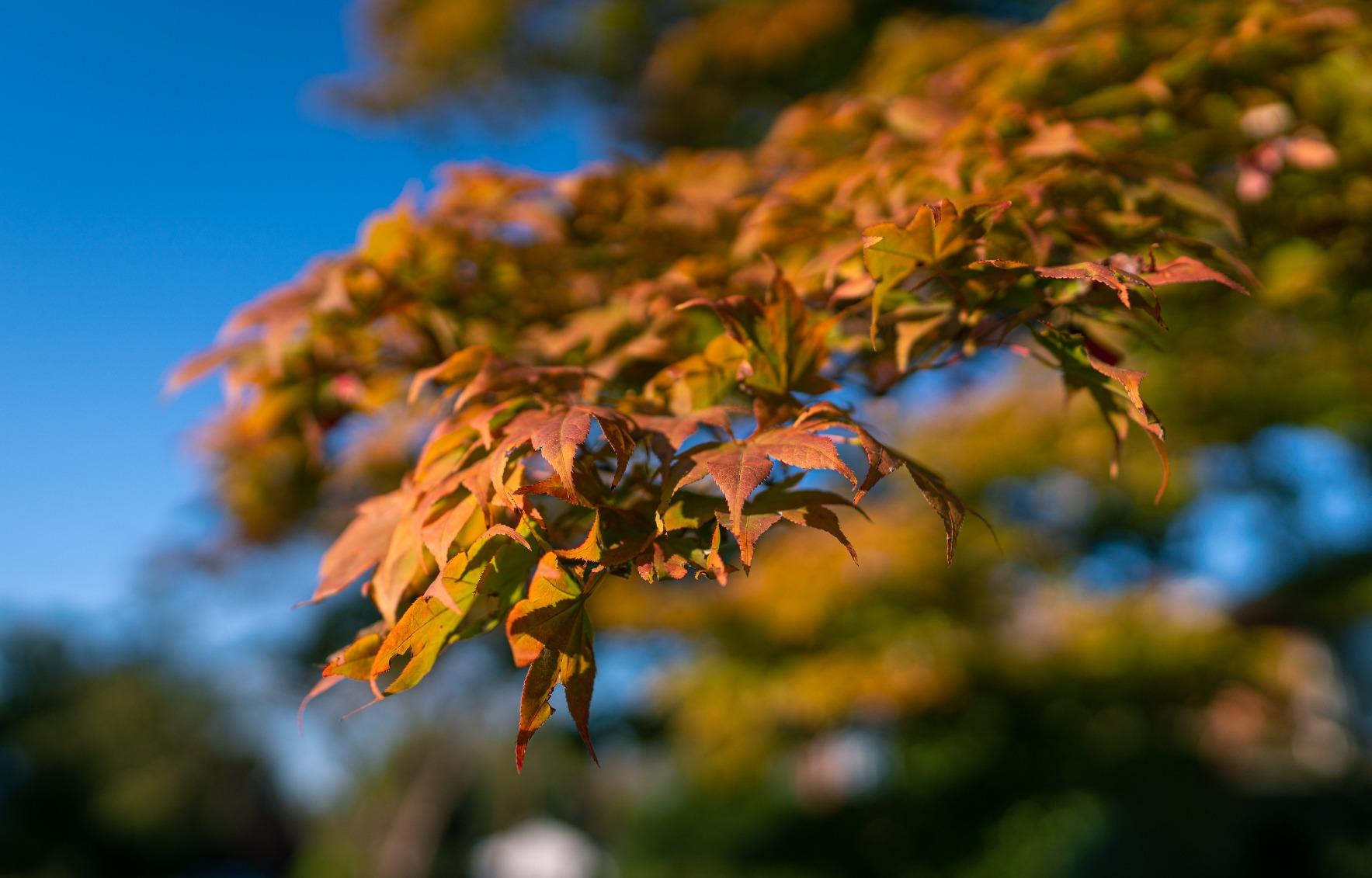 Sony E-mount FE 24mm F1.4 GM Full Frame Wide-angle Prime Lens (SEL24F14GM) customer photo 2