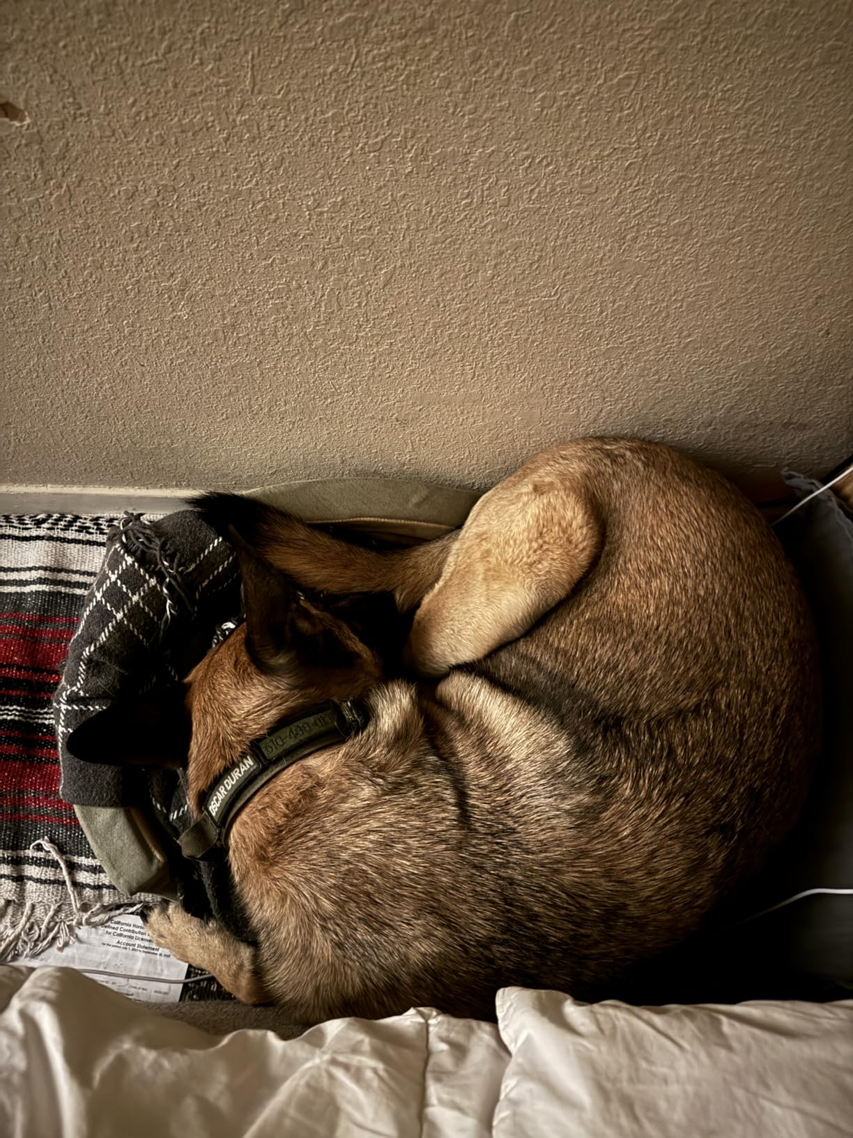 K&H Pet Products Heated Dog Bed Indoor, Thermo-Snuggly Sleeper with Removable Waterproof Heated Pad, Calming Pillow Pet Bed, Machine Washable, Safety Listed - Medium 26 X 20in Sage/Tan customer photo 2