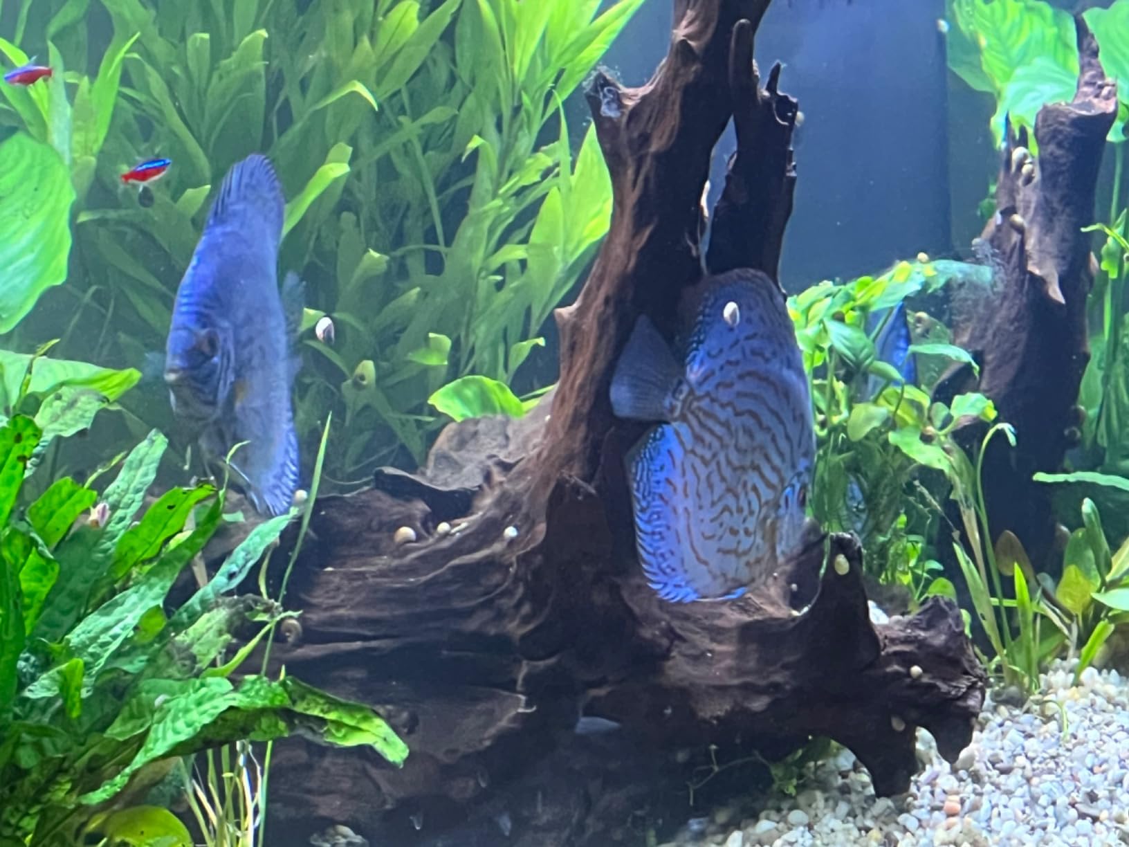 Aqueon Pro 300 Submersible Aquarium Fish Tank Heater, 300 Watts, For Up To 100 Gallon Fish Tanks customer photo 1