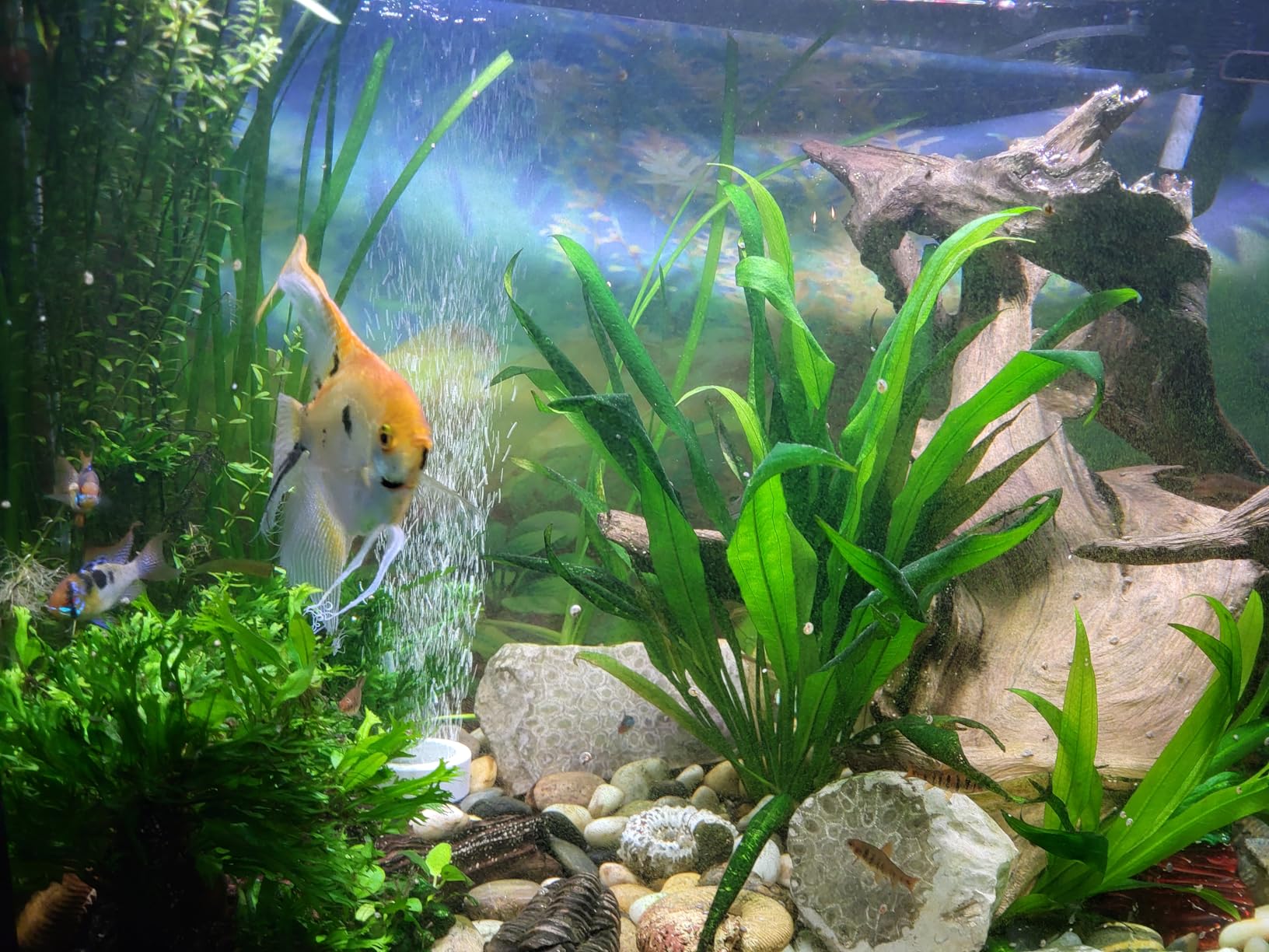 Fluval 407 Performance Canister Filter - For Aquariums Up To 100 Gallons - Aquarium Canister Filter customer photo 1