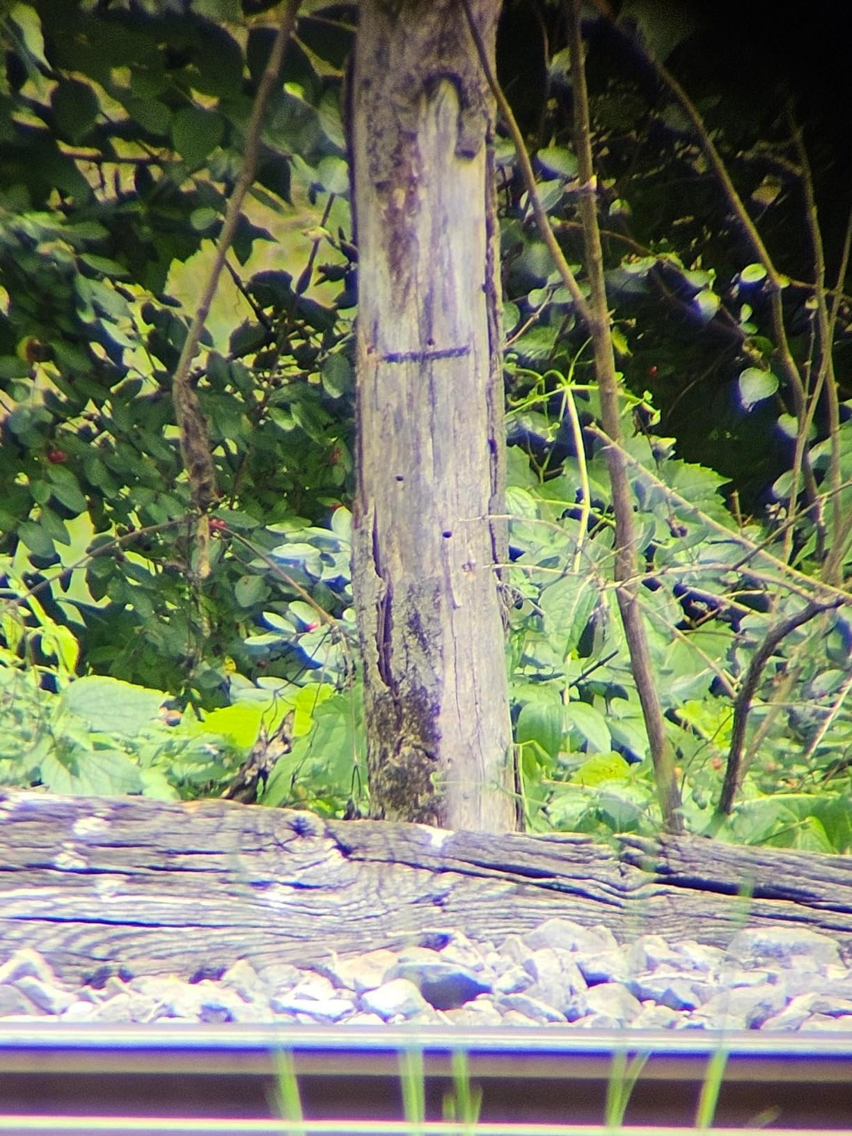 Gosky Flagship DiamondEdge 20-60x80 Spotting Scope with Tripod, Carrying Bag and Quick Phone Holder - BAK4 High Definition Waterproof Spotter Scope for Bird Watching Wildlife observing customer photo 1