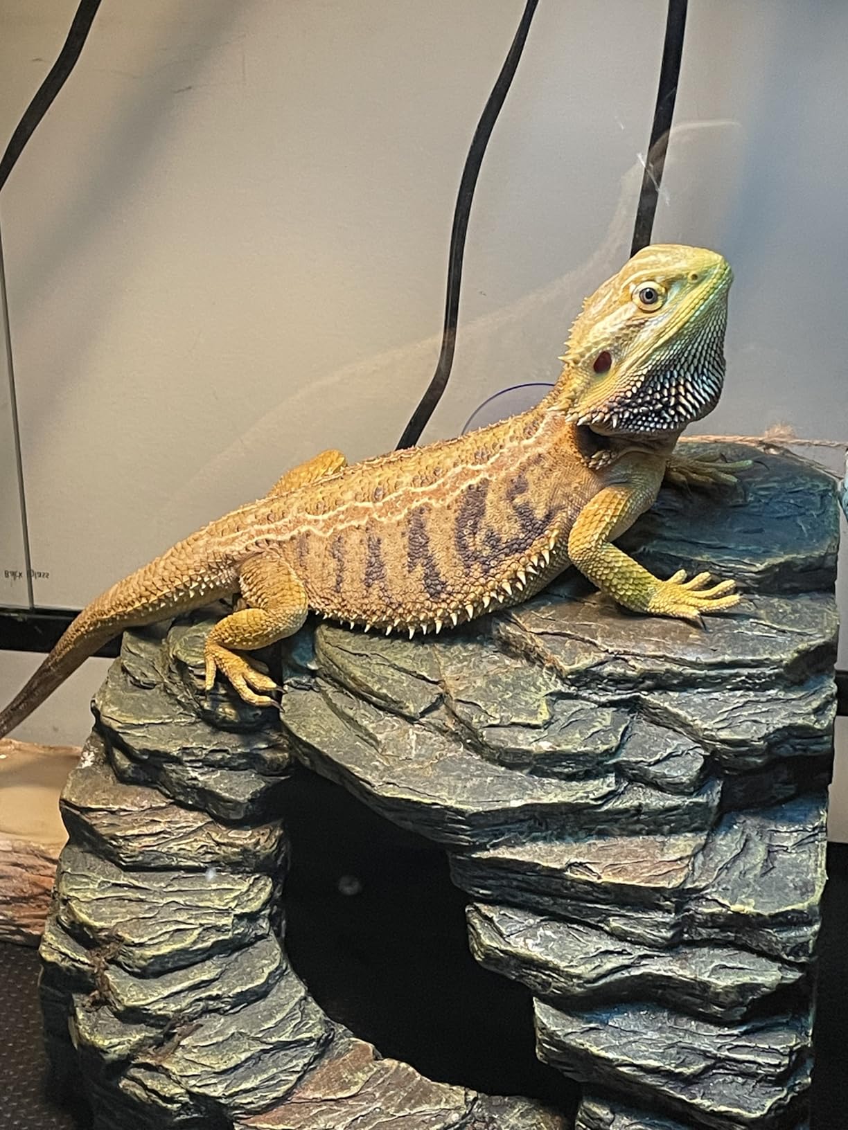 REPTI ZOO 67Gallon Reptile Large Terrarium Upgrade Glass Front Opening Tank Sliding Door with Screen Ventilation Reptile Terrarium About 48