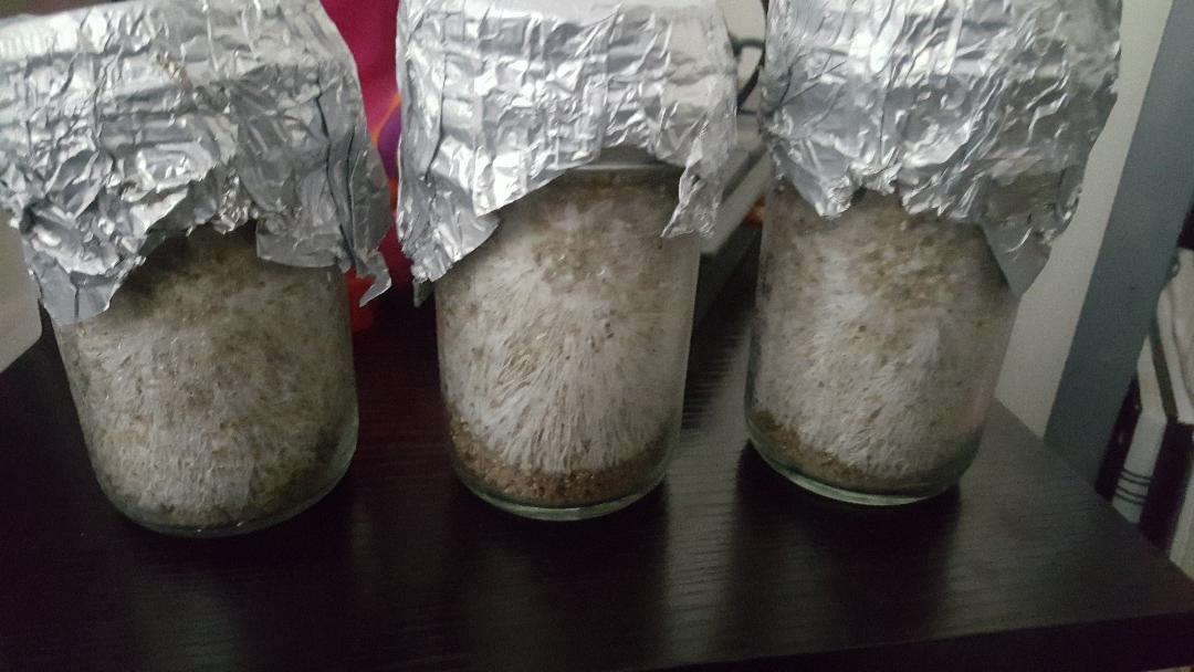 12 Jars Mushroom Growing Kit Ultimate Fast Automated Cultivation Equipment customer photo 1