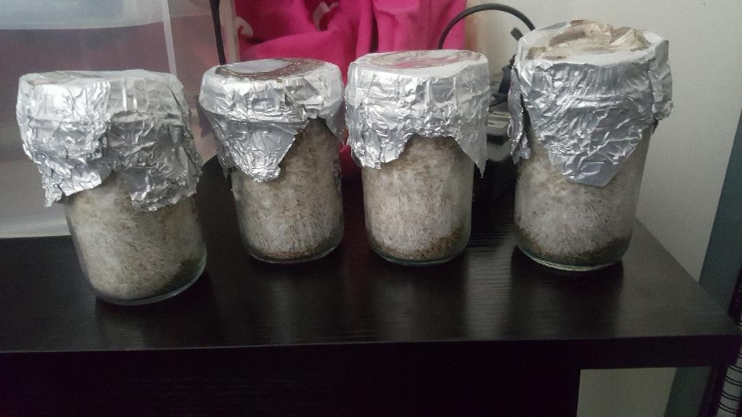 12 Jars Mushroom Growing Kit Ultimate Fast Automated Cultivation Equipment customer photo 2