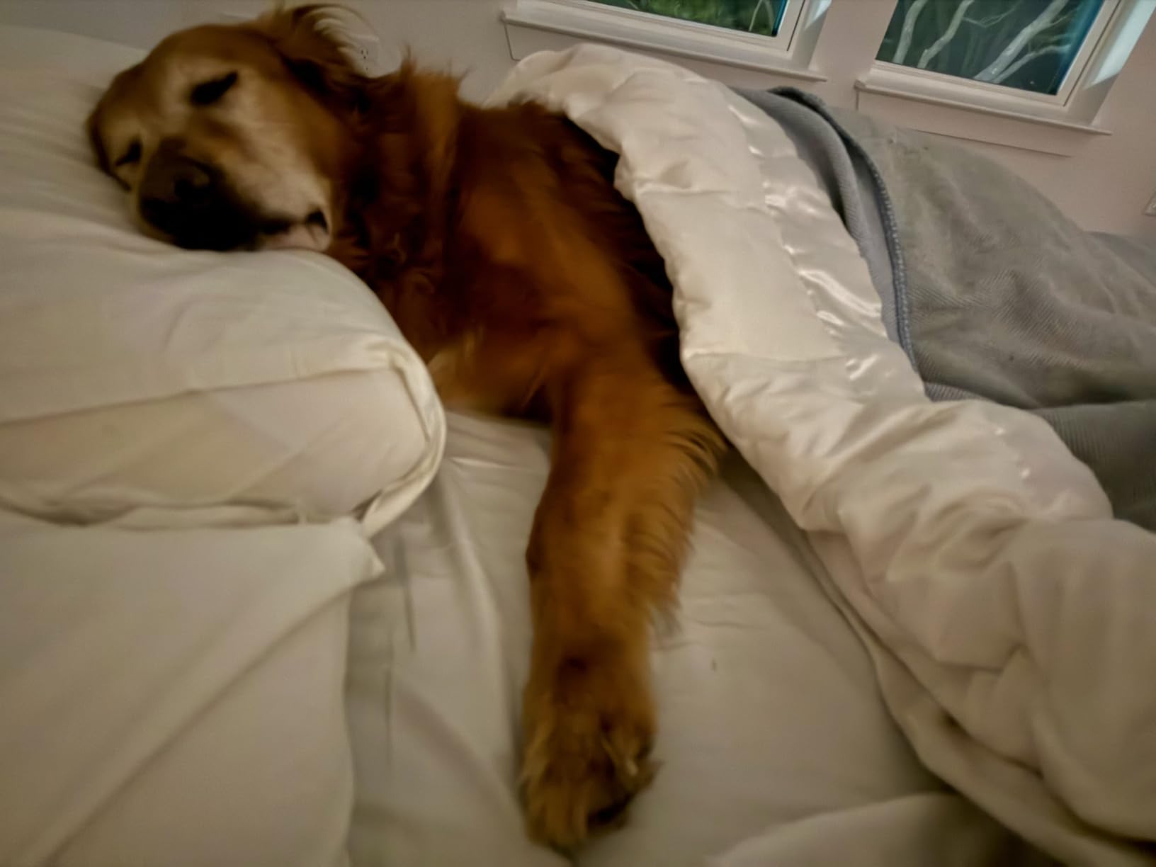 Classic Adjustable Bed Base with 12 Inch Memory Foam Mattress - Head and Foot Lift, Massage, Zero Gravity customer photo 1