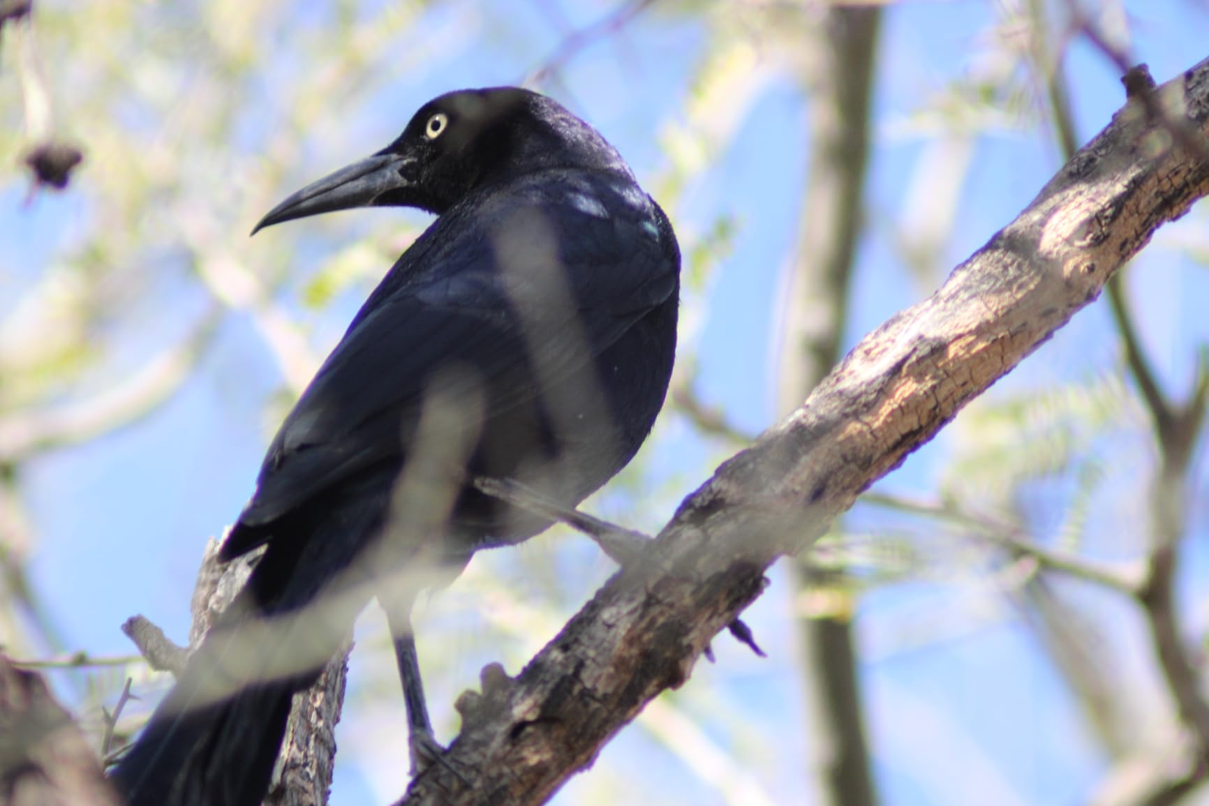 JINTU 420-800mm f/ 8.3 Manual Telephoto Zoom Lens + T-Mount for Canon EOS Rebel SL2 SL1 T3 T3i T4i T5 T5i T6 T6i T6s T7 T7i 4000D 6D 7D 60D 70D 77D 80D 5D II/III/IV 550D 650D SLR Camera Lenses customer photo 1