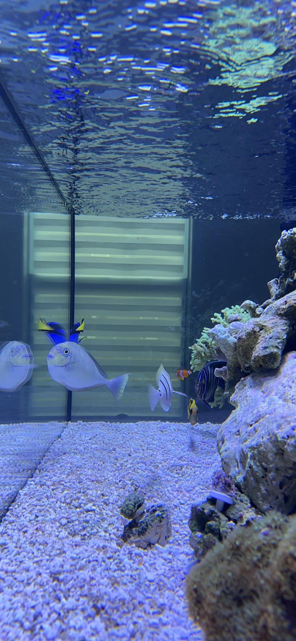 150 Gallon Starfire Glass Aquarium 60x24x24 12mm Eurobraced with Built-in Overflow Box customer photo 2