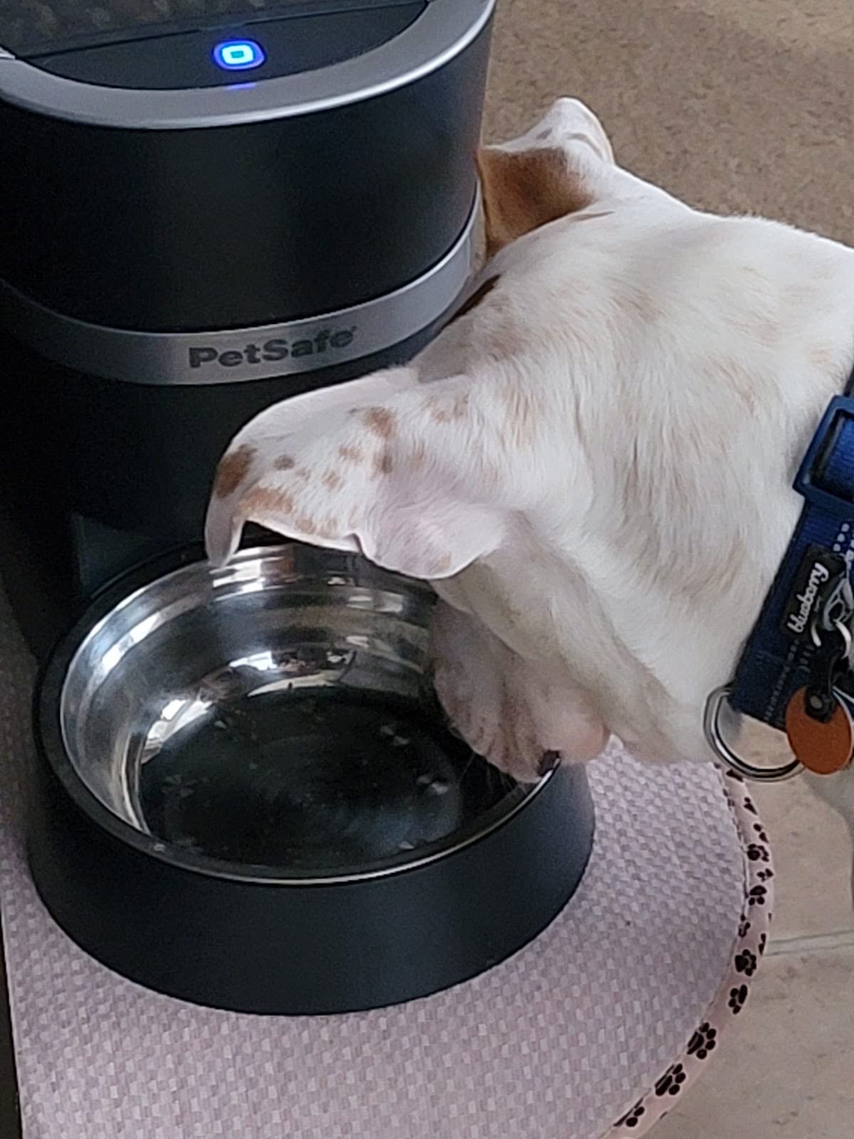 PetSafe Smart Feed Automatic Dog & Cat Feeder - Programmable Feeding - Adjustable Portion Control - WiFi Pet Feeder - Large Capacity - Stainless Steel Bowl - App Controlled customer photo 1