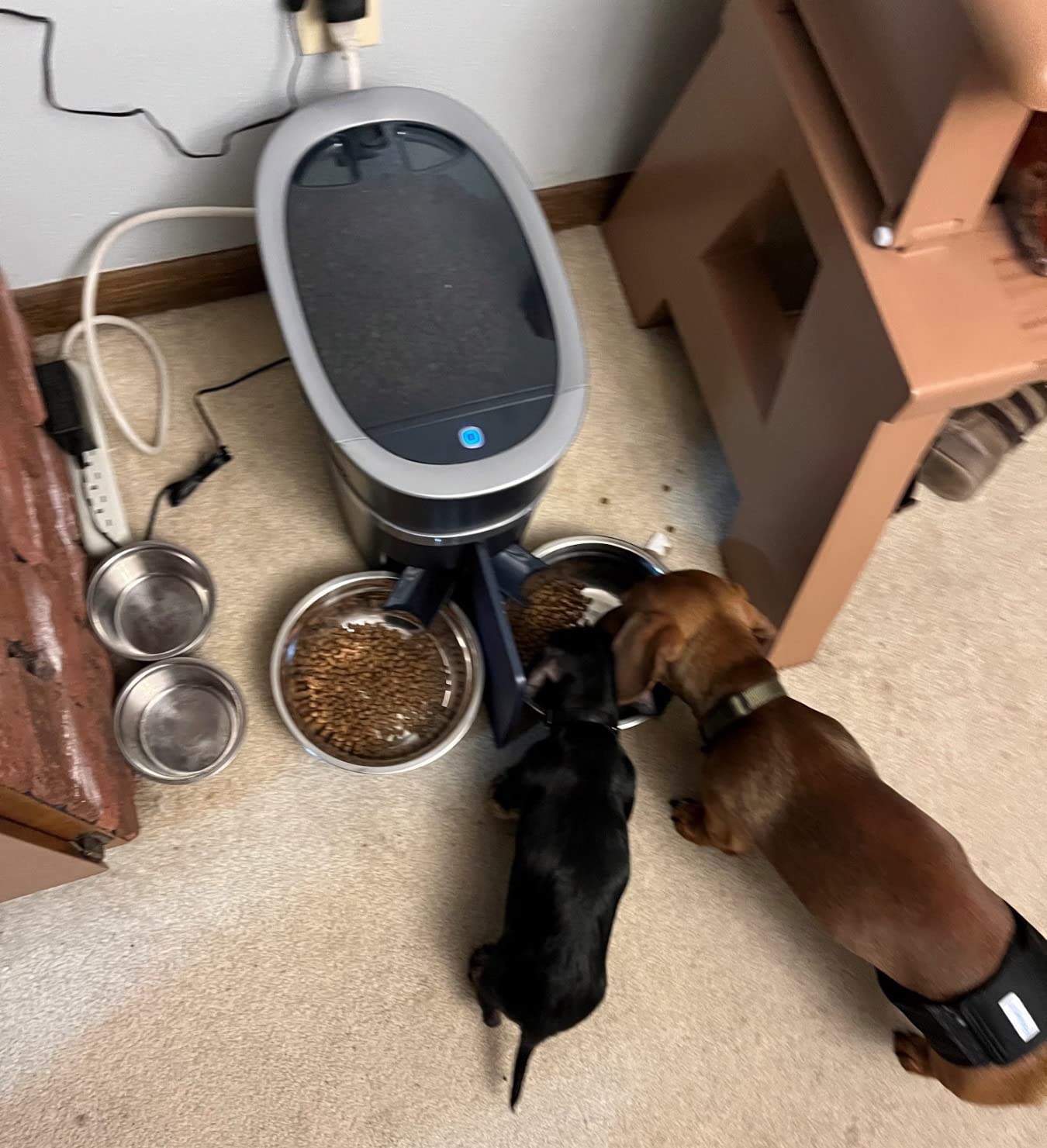 PetSafe Smart Feed Automatic Dog & Cat Feeder - Programmable Feeding - Adjustable Portion Control - WiFi Pet Feeder - Large Capacity - Stainless Steel Bowl - App Controlled customer photo 2