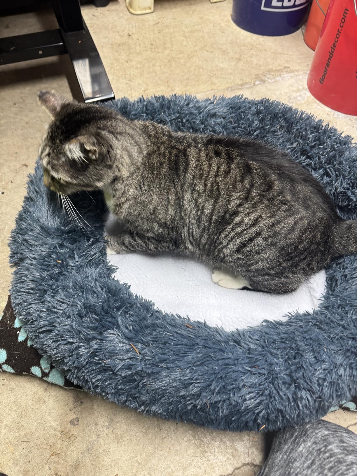 K&H Pet Products Lectro-Soft Orthopedic Outdoor Heated Dog or Cat Bed for Large Dogs or Multiple Cats, Safety Listed Warming Pad, Waterproof, Soft & Flexible, Washable Cover - Large 36 X 25in Tan 60W customer photo 1