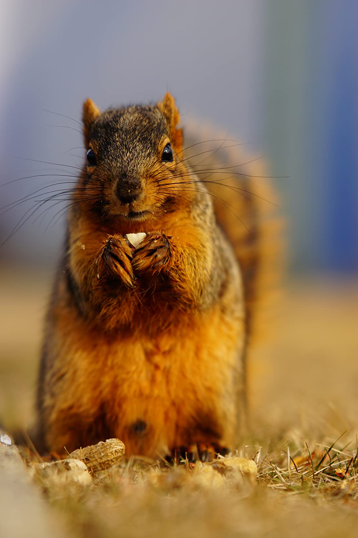 Samyang 85mm F1.4 Auto-Focus Telephoto Lens for Sony E-Mount customer photo 1