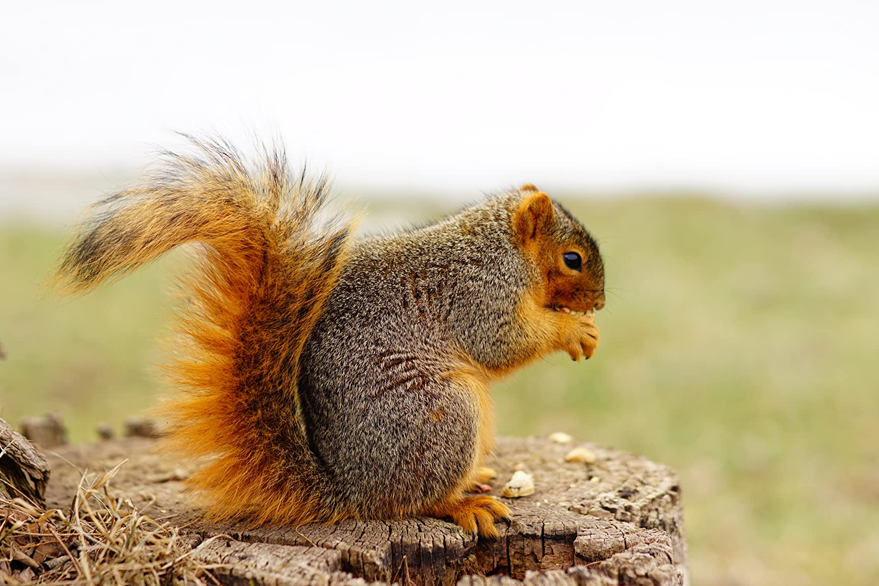 Samyang 85mm F1.4 Auto-Focus Telephoto Lens for Sony E-Mount customer photo 2