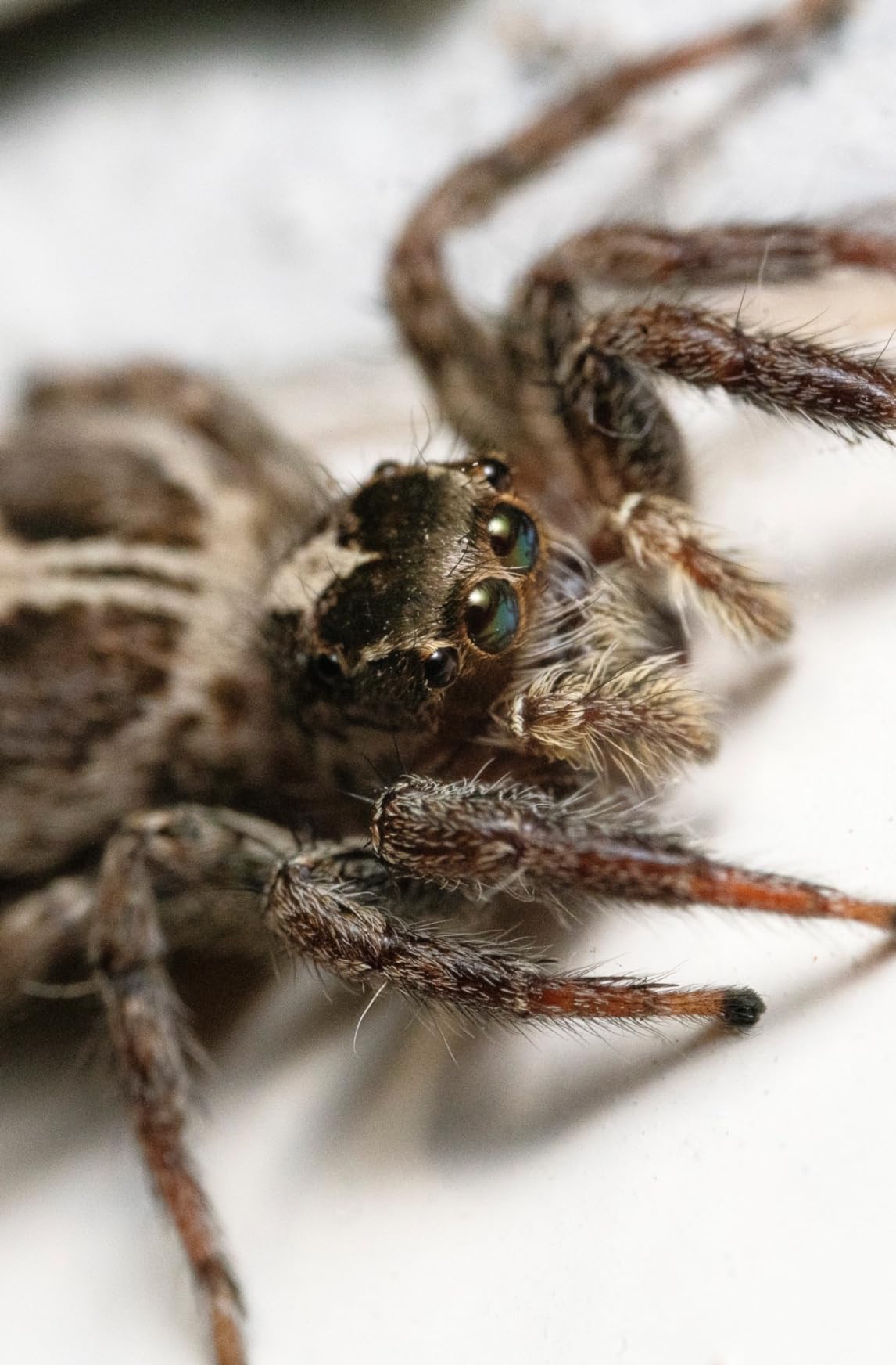 Venus Laowa 100mm f/2.8 2X Ultra Macro APO Lens (Sony E) customer photo 1