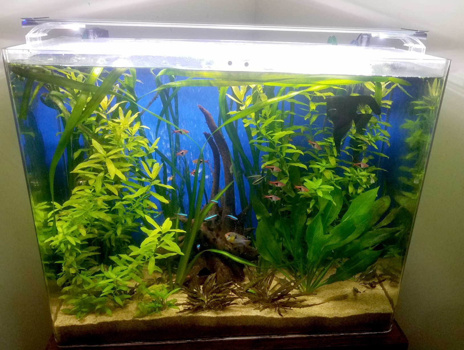 Finnex Planted Plus True 24/7 + HLC Aquarium LED Light, Automated Full Spectrum Fish Tank Light, True 660nm Deep Red Plant LEDs, 24 Inch, (HLC-24) customer photo 2