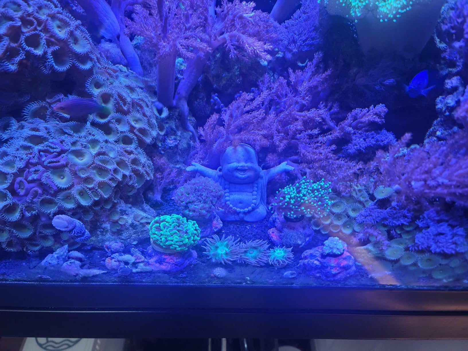 VIPARSPECTRA 165W LED Aquarium Light Dimmable Full Spectrum LED Reef Lights for Coral Saltwater Fish Tank customer photo 1