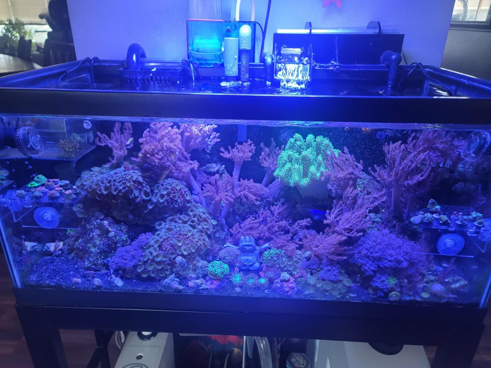 VIPARSPECTRA 165W LED Aquarium Light Dimmable Full Spectrum LED Reef Lights for Coral Saltwater Fish Tank customer photo 2