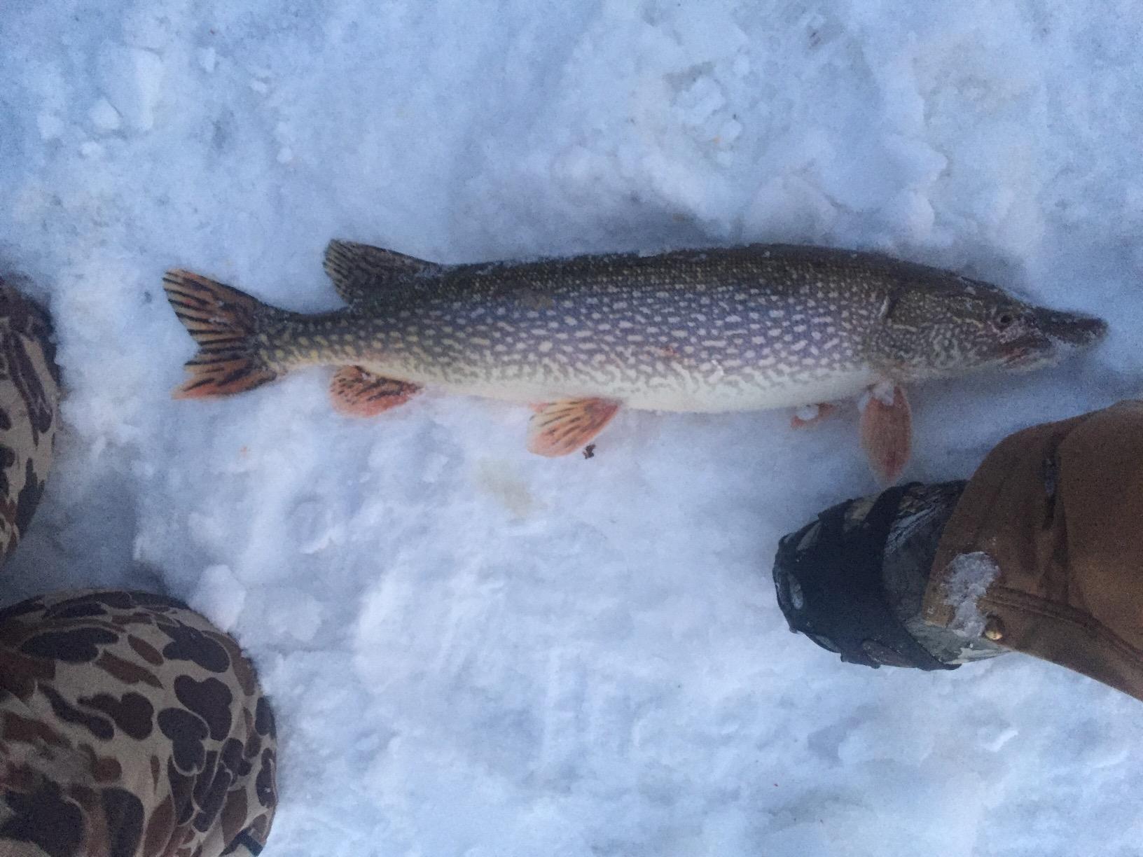 LaCrosse Alphaburly Pro 18