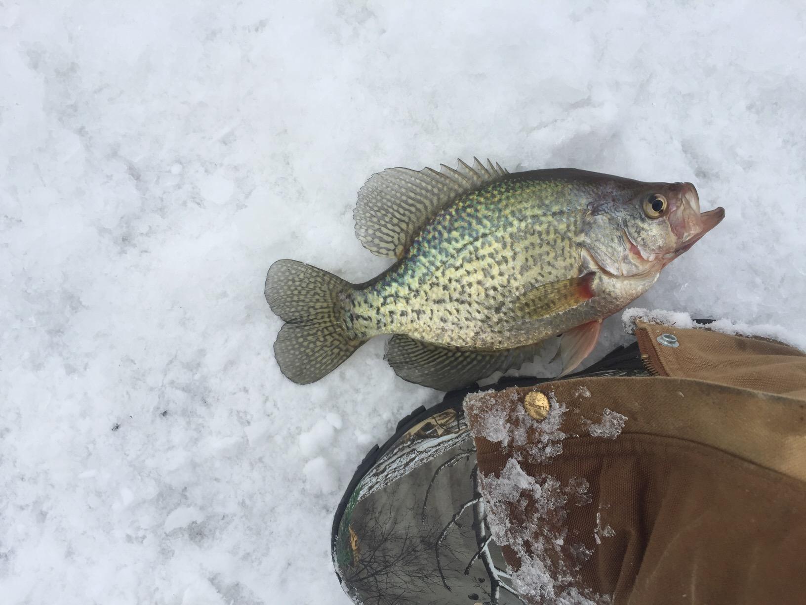 LaCrosse Alphaburly Pro 18