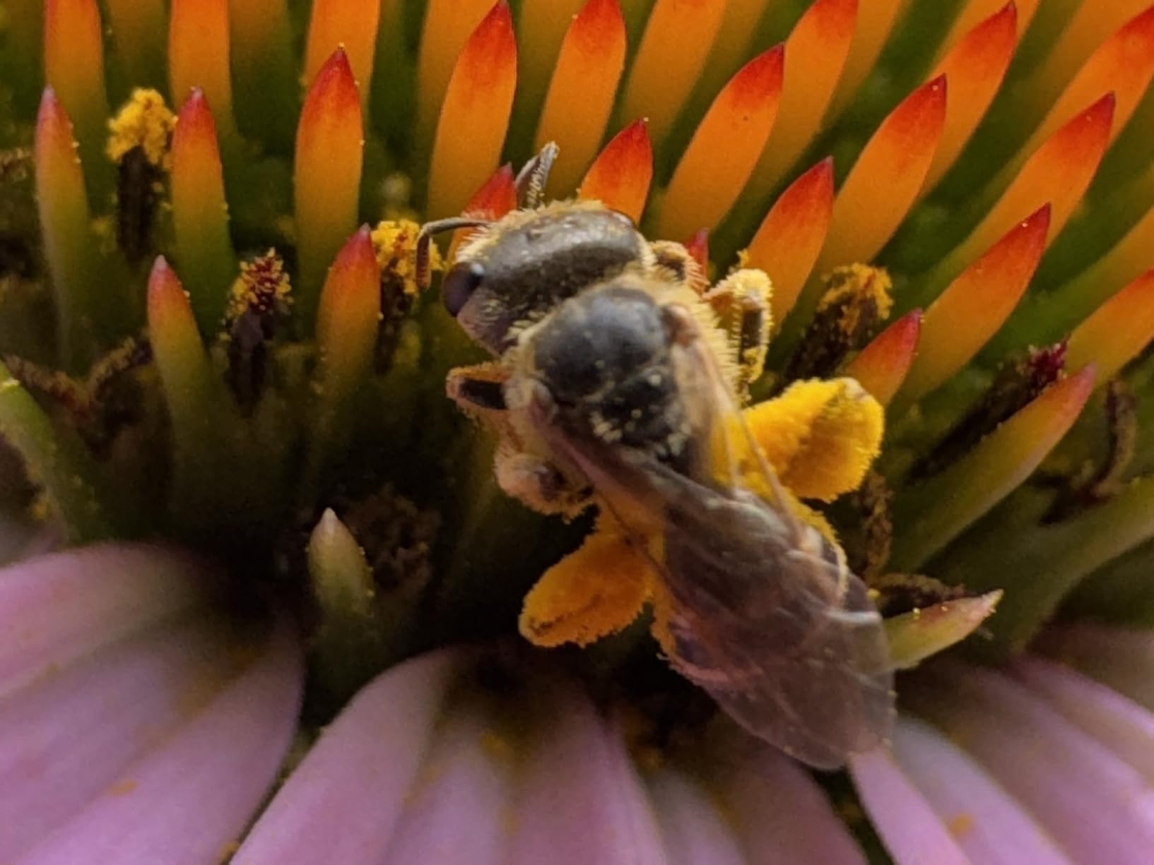 APEXEL Professional Macro Photography Lens for Smartphone, Macro Lenses for iPhone, Samsung, Galaxy, Oneplus, Android Phone customer photo 2