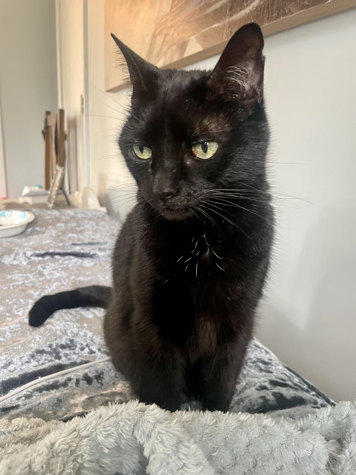 Toozey Medium Pet Heating Pad, 28x20 in, 6 Temp Settings, Timer, Waterproof, Chew-Resistant Cord, for Dogs and Cats customer photo 1