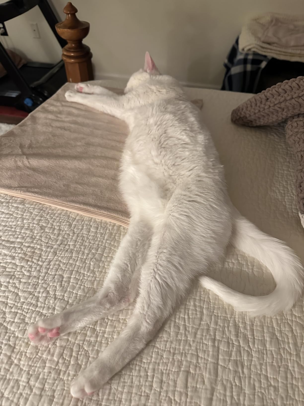 Toozey Medium Pet Heating Pad, 28x20 in, 6 Temp Settings, Timer, Waterproof, Chew-Resistant Cord, for Dogs and Cats customer photo 2