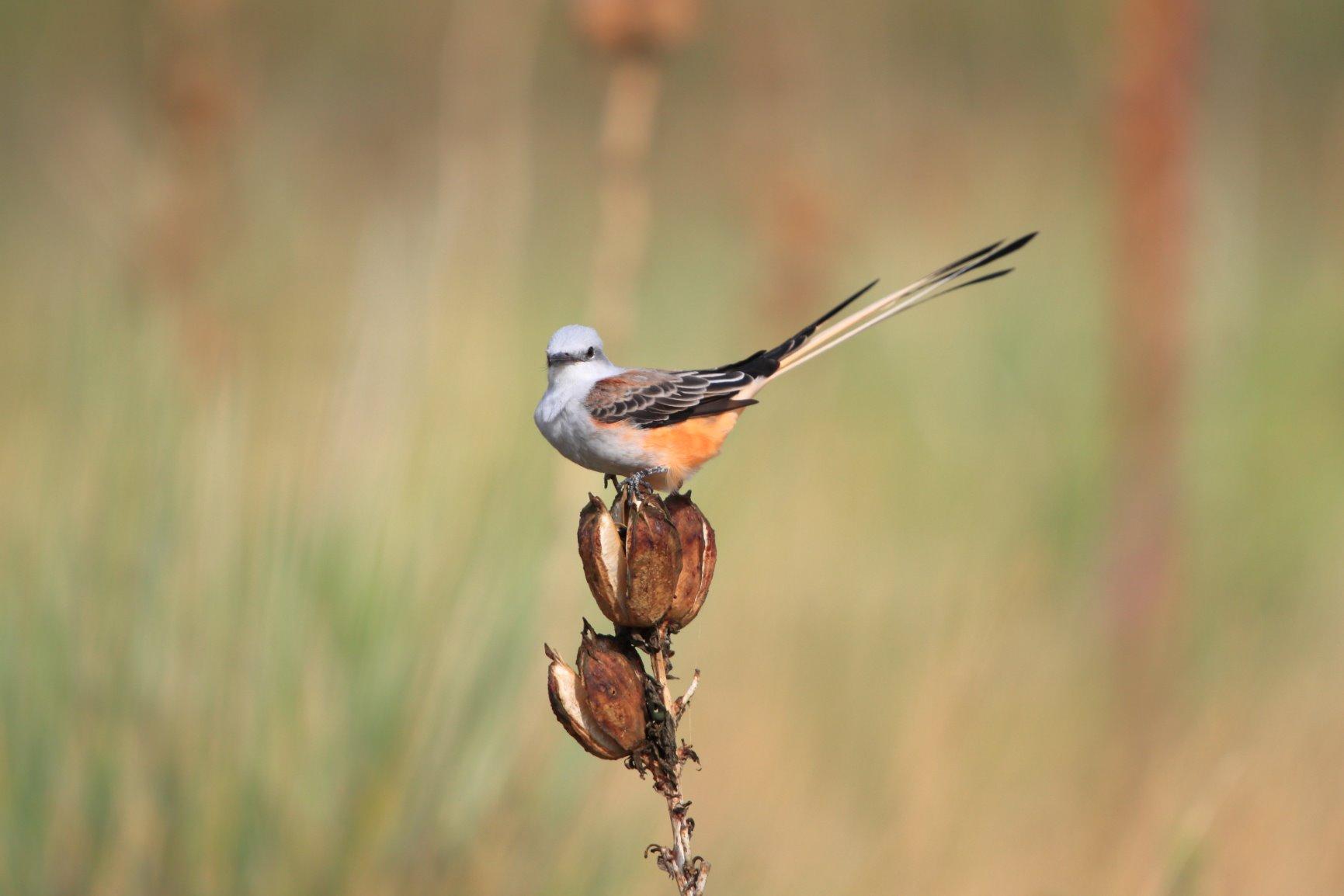 Canon EOS 90D DSLR Camera with Built-in Wi-Fi, Bluetooth, DIGIC 8 Image Processor, 4K Video, Dual Pixel CMOS AF, 3.0 Inch Vari-Angle Touch LCD Screen (Body Only) customer photo 1