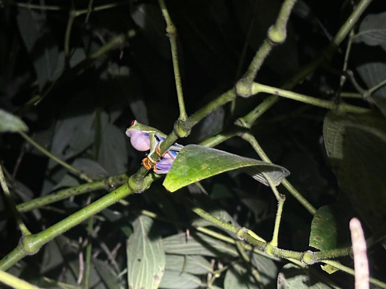 Lighting EVER LED Headlamp Rechargeable 2 Packs - Super Bright Head Lamp with 5 Modes for Camping & Hiking Gear Essentials, IPX4 Waterproof Headlight Flashlight with Red Light, USB Cable Included customer photo 1