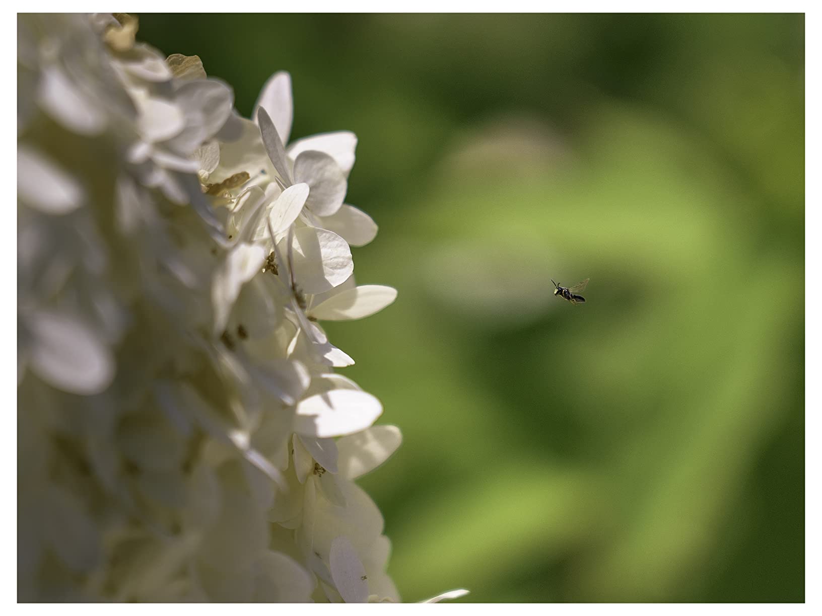 Sony FE 24-105mm F4 G OSS Standard Zoom Lens (SEL24105G) customer photo 2