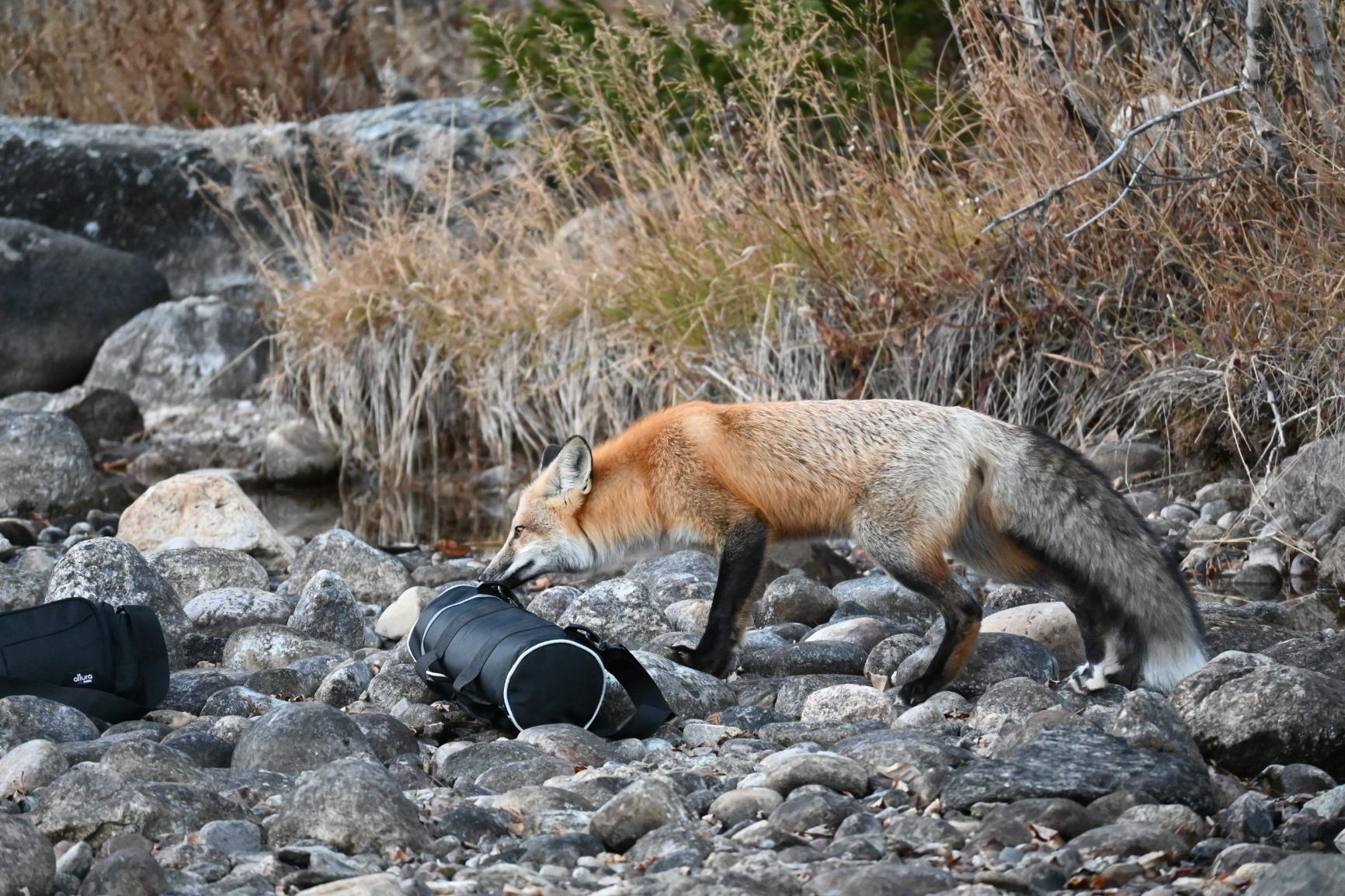 NIKKOR Z DX 50-250mm VR | Compact all-in-one telephoto zoom lens with image stabilization for APS-C size/DX format Z series mirrorless cameras customer photo 1