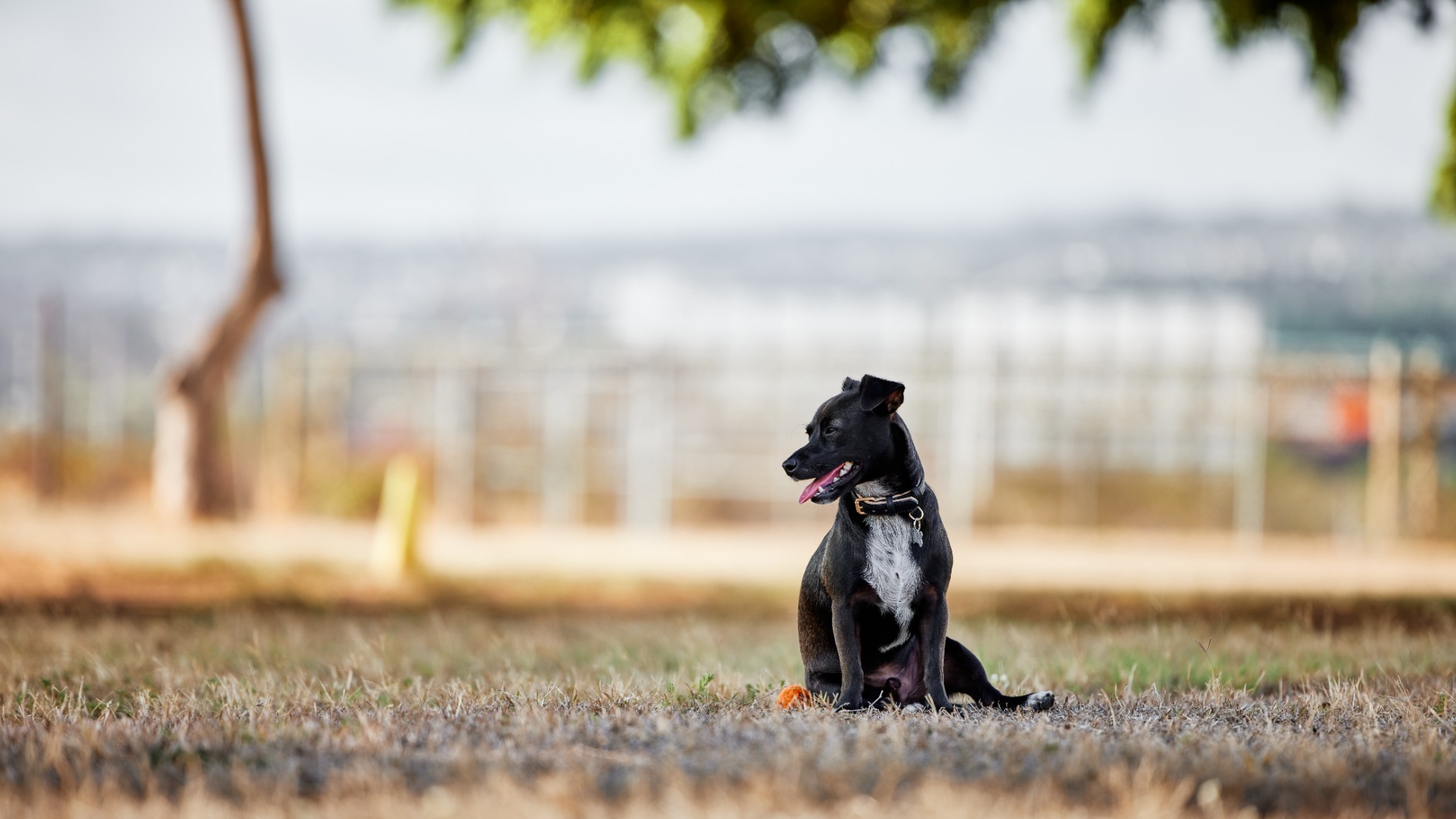 Canon RF70-200mm F2.8 L is USM Lens, Mirrorless Telephoto Zoom Lens, Compatible with EOS R Series APS-C and Full-Frame Cameras customer photo 2