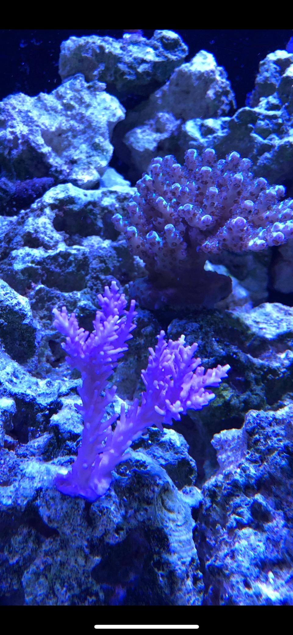 AI Hydra 32 LED Aquarium Light - Full Spectrum Lighting for Coral Growth, Wireless Control, High PAR Output customer photo 1