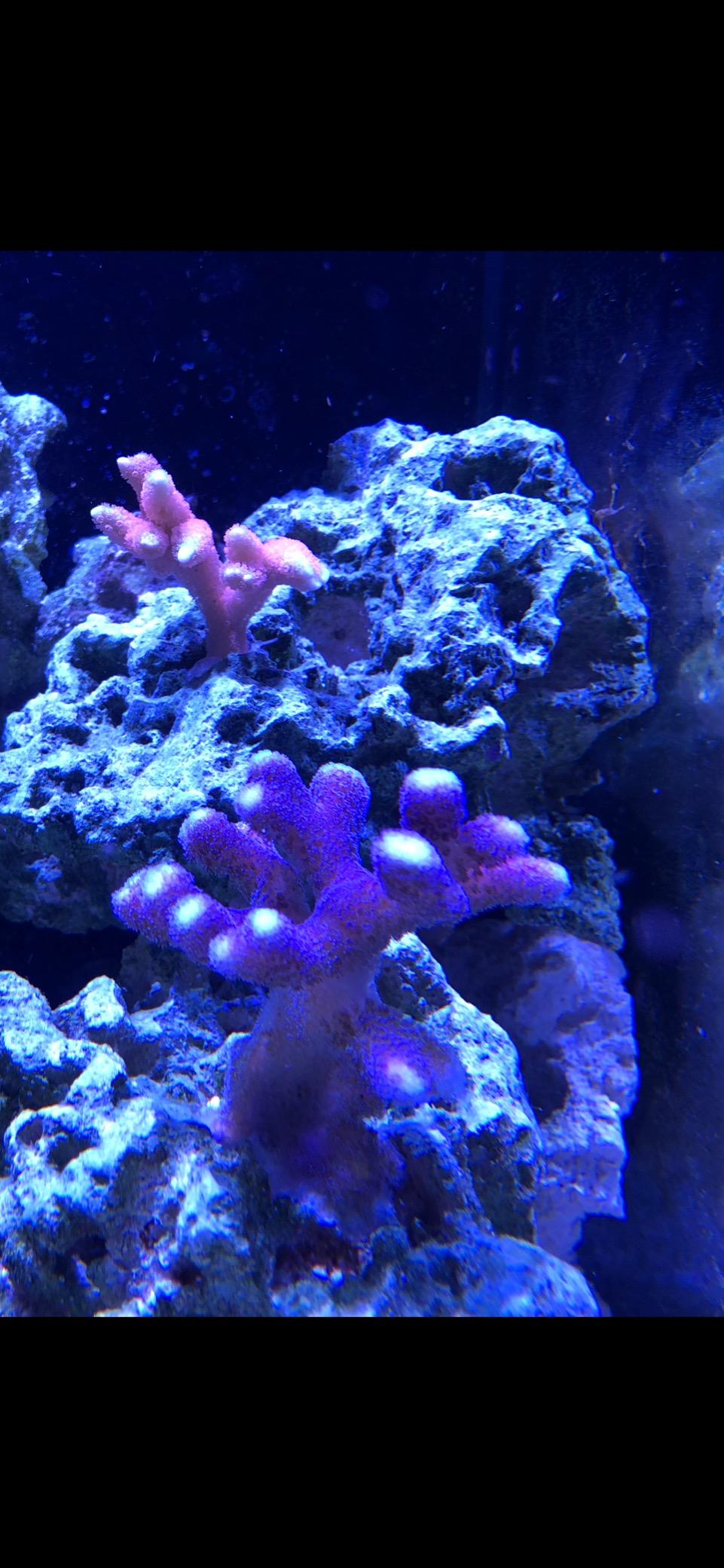 AI Hydra 32 LED Aquarium Light - Full Spectrum Lighting for Coral Growth, Wireless Control, High PAR Output customer photo 2