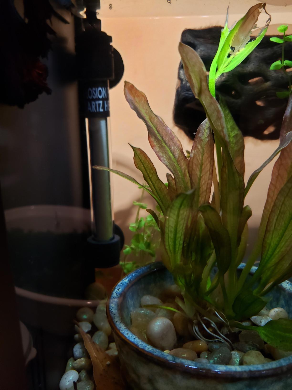 hygger 50W Mini Inline Quartz Glass Aquarium Heater with External Controller customer photo 2