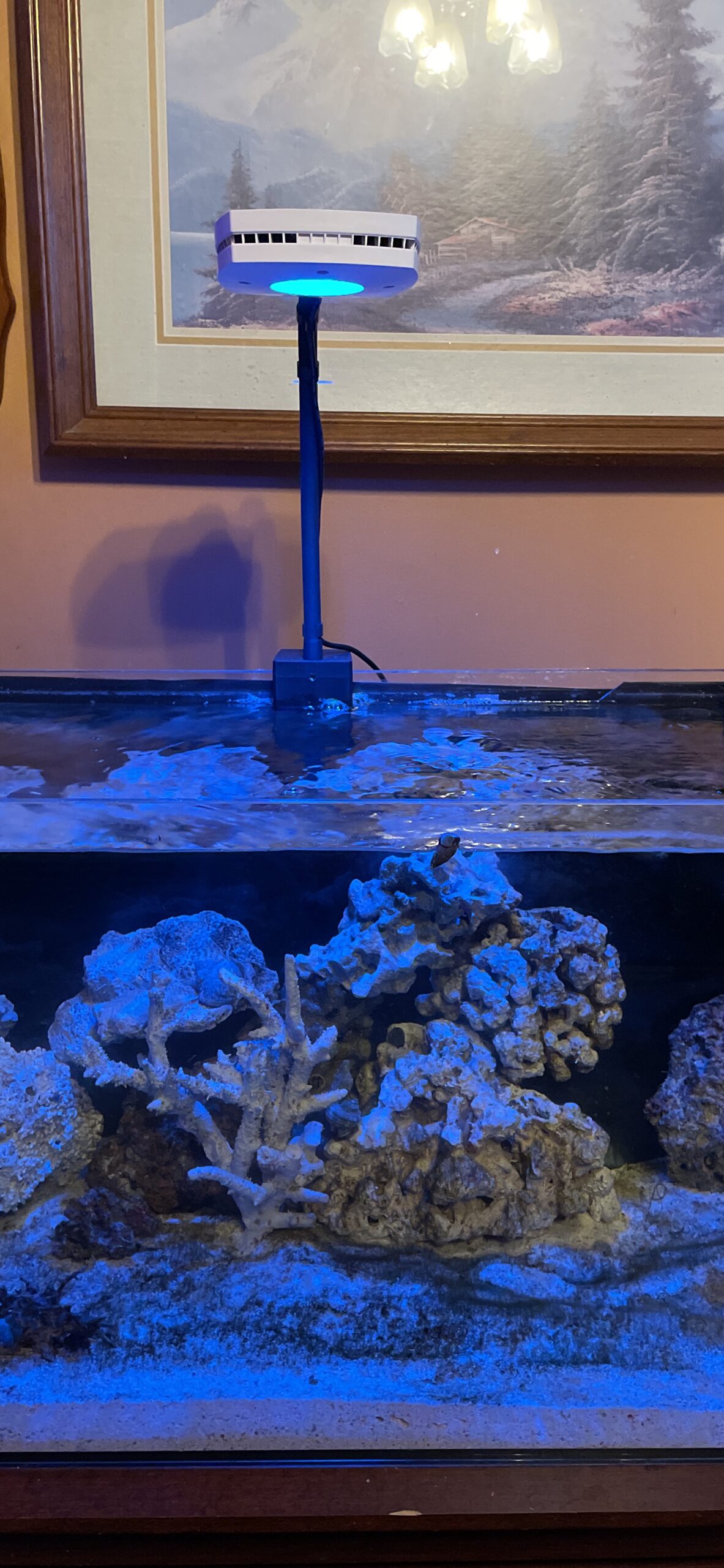Prime 16 HD LED Saltwater Reef Aquarium Light - White customer photo 1