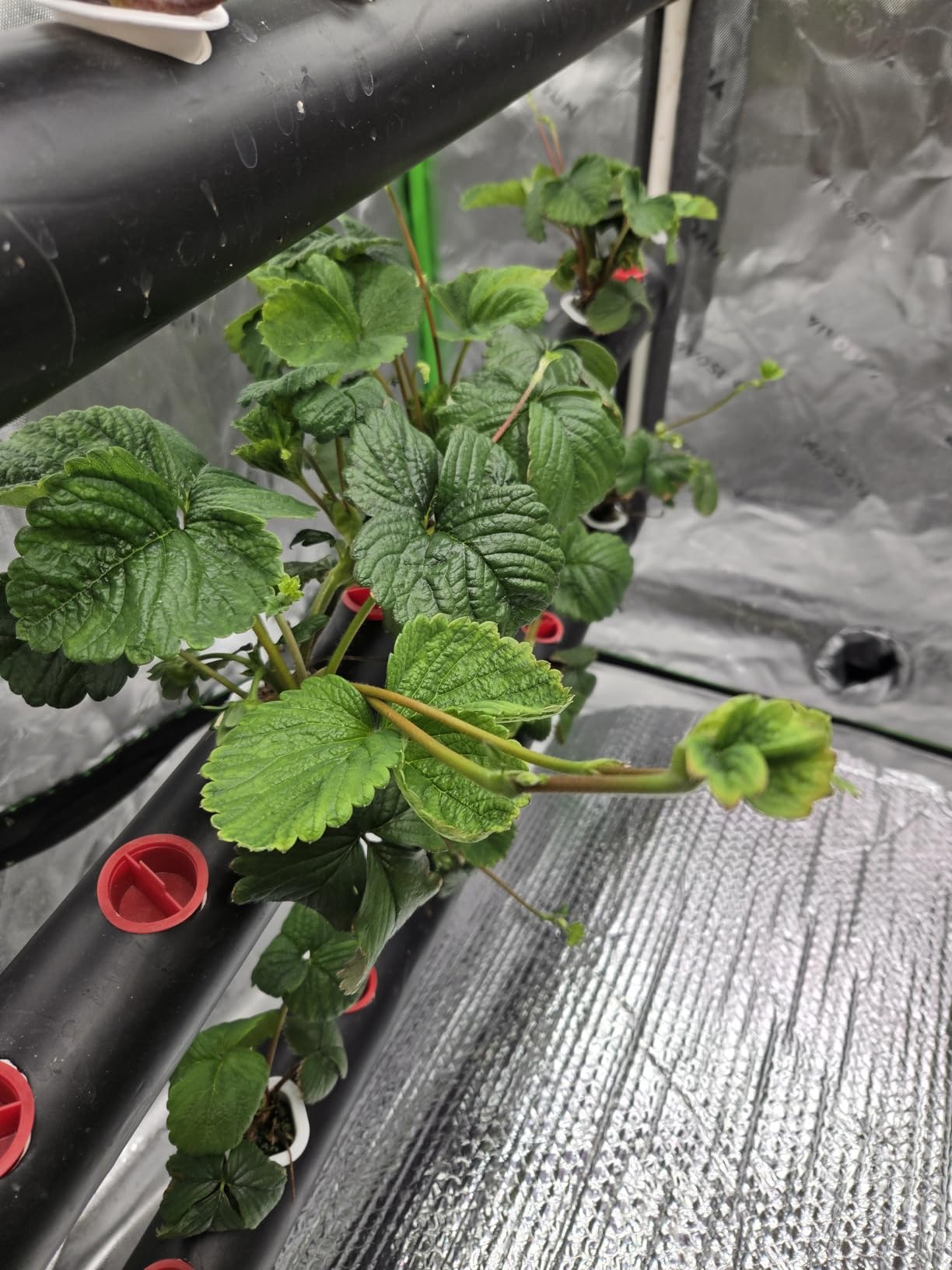 VIVOSUN Hydroponics Growing System 90 Plant Sites, 3 Layers 10 Food-Grade PVC-U Pipes Hydroponic Gardening System Grow Kit with Water Pump, Pump Timer, Nest Basket and Sponge for Leafy Vegetables customer photo 1